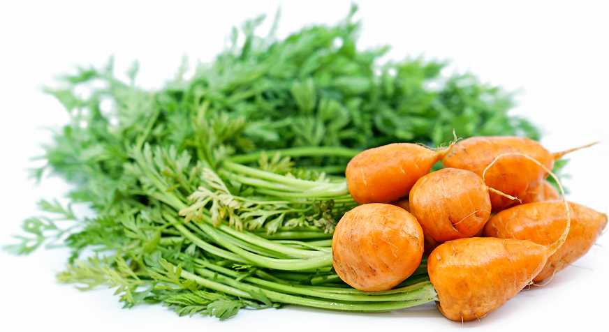 Thumbelina Carrots