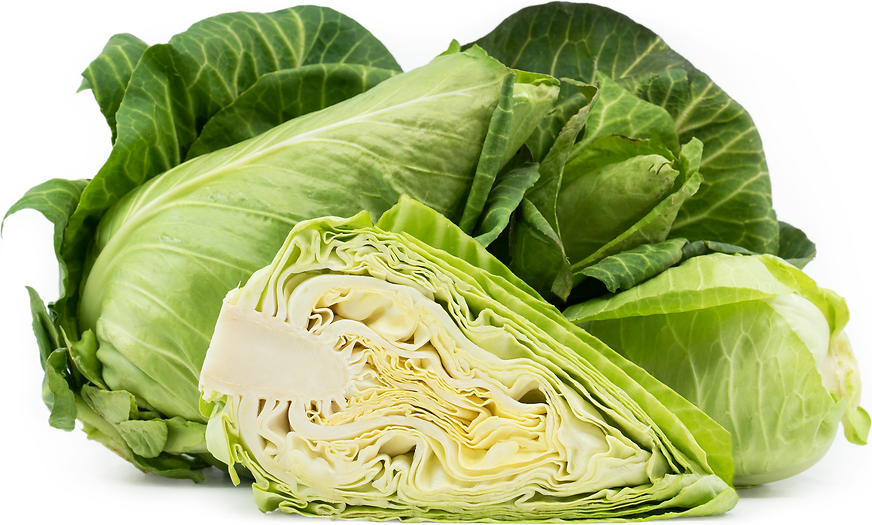 Conehead Cabbage