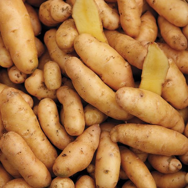 Russian Banana Fingerlings