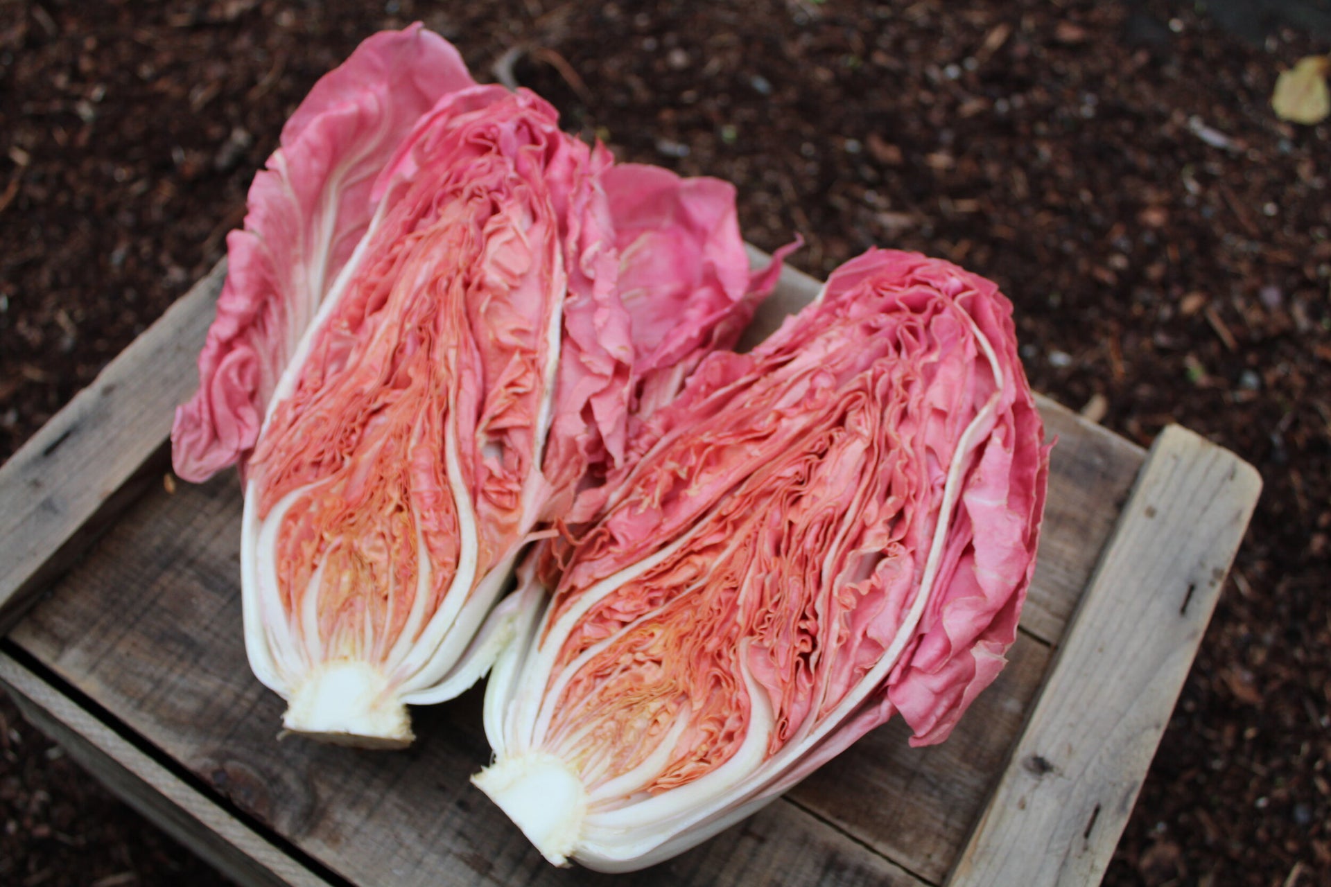 Lucrezia Radicchio