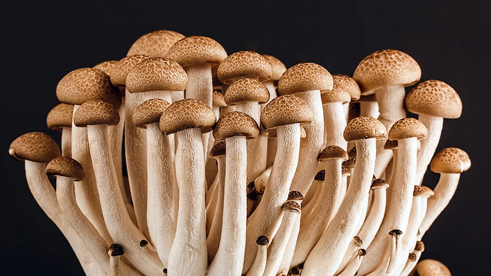 Brown Beech Cultivated Mushrooms
