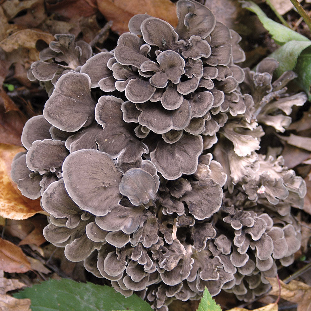 Maitake Cultivated Mushrooms