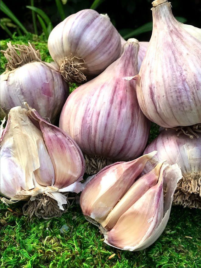 Purple Stripe Garlic 24oz